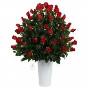 Lata con 75 Rosas Rojas