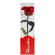 Rosa Preservada Natural Short