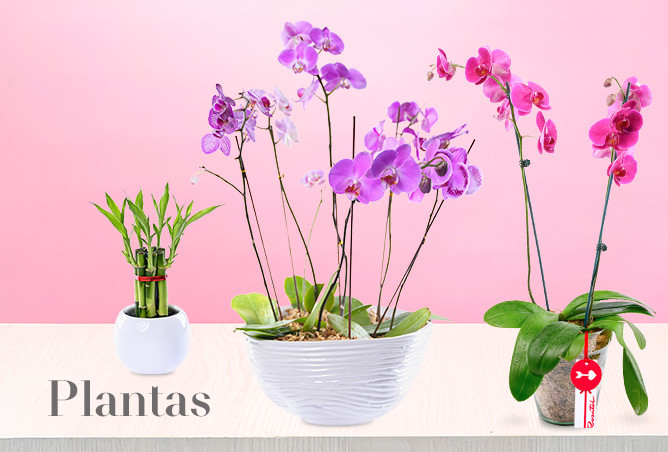 Plantas