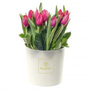 Sombrerera Crema Mediana con 22 Tulipanes