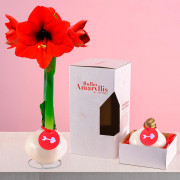 Bulbo Amaryllis en Cera Blanca