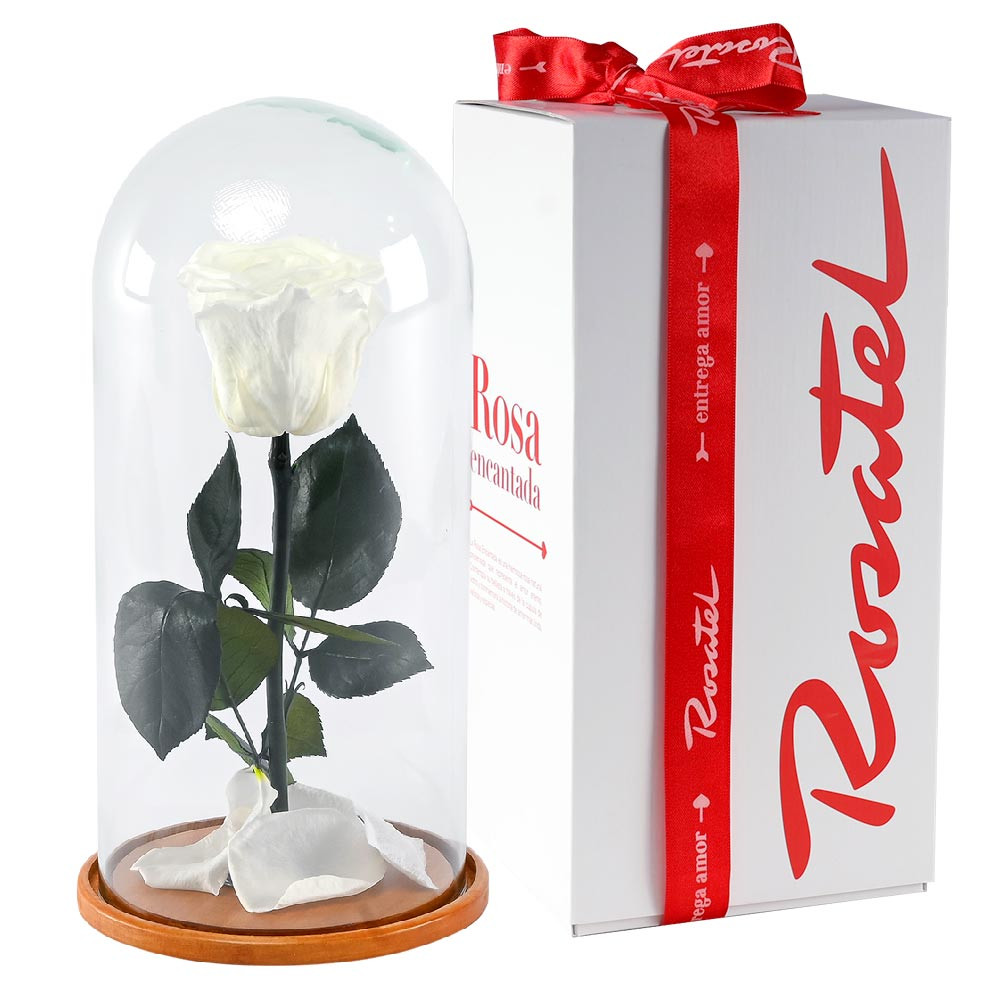 Rosa Encantada Blanca Rosatel