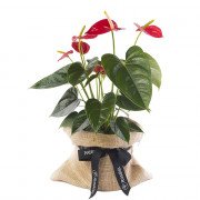 Planta de Anturios