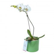 Planta Orquídea Phalaenopsis en Base Verde