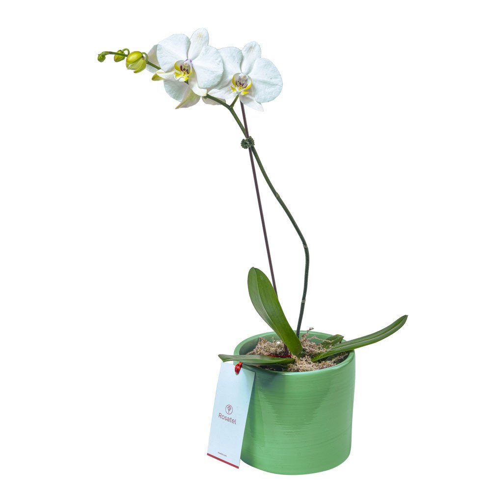Planta Orquídea Phalaenopsis en Base Verde Rosatel