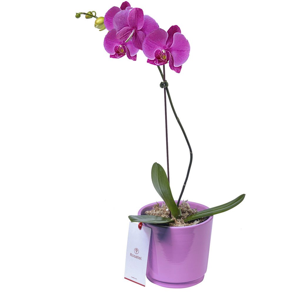 Planta Orquídea Phalaenopsis en Base Lila Rosatel