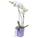 Planta de Orquídea Phalaenopsis con 2 Varas en Base Lila Rosatel