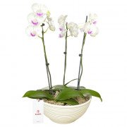 Planta Orquídea Phalaenopsis 3 Varas en Base Blanca