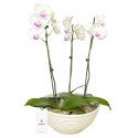 Planta Orquídea Phalaenopsis 3 Varas en Base Blanca Rosatel
