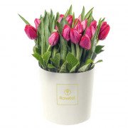 Sombrerera Crema Mediana con 24 Tulipanes