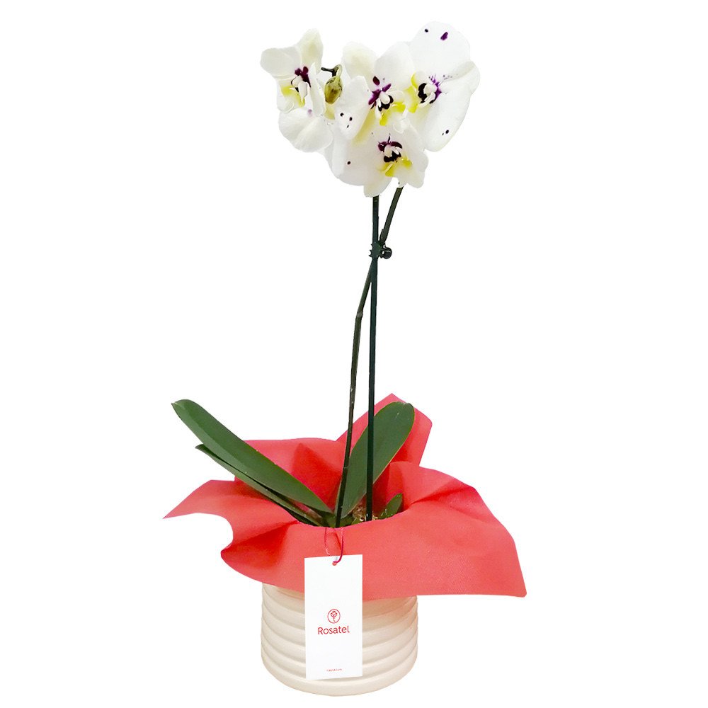 Planta Orquídea Phalaenopsis con Tul Rojo Rosatel