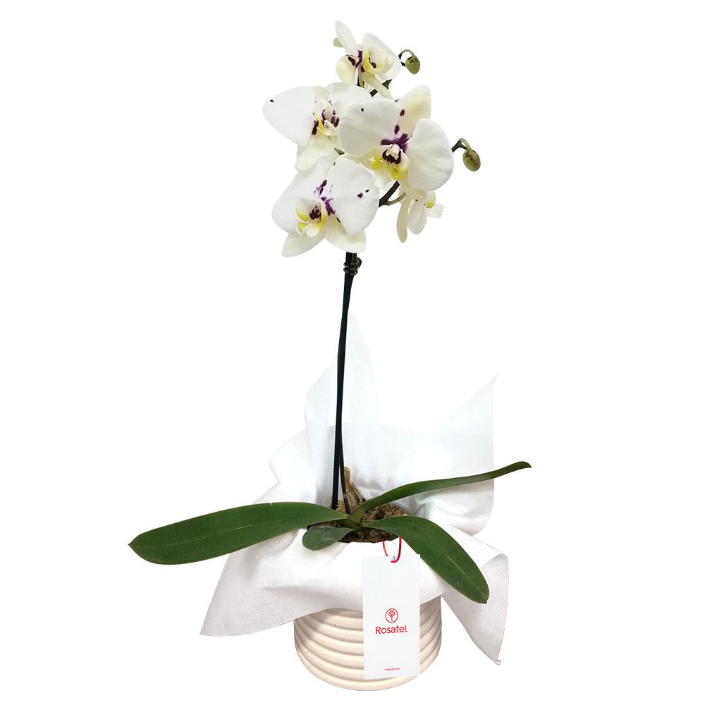Planta Orquídea Phalaenopsis con Tul Blanco Rosatel