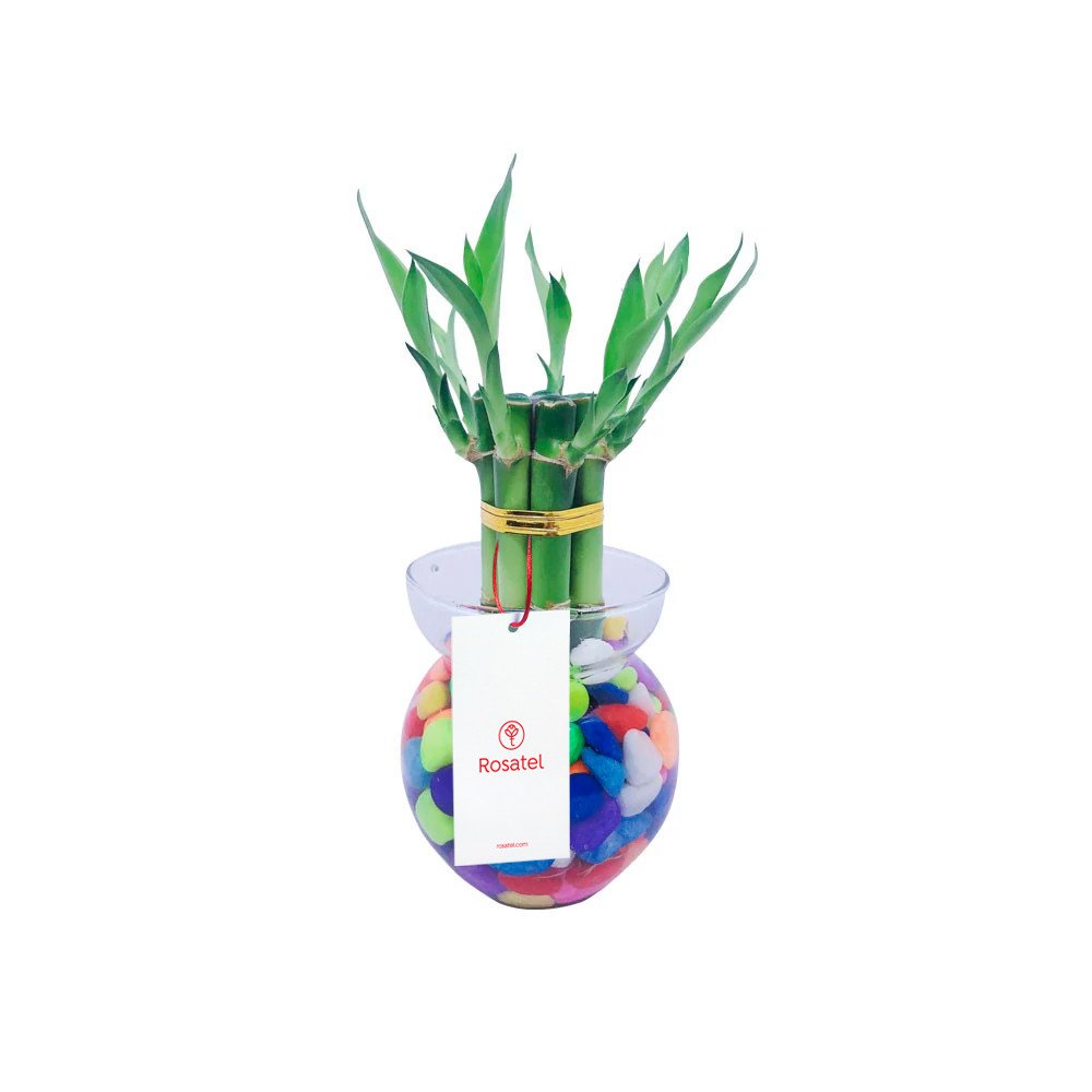Planta Bambú con 7 Varas