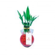 Planta bambú con 7 Varas