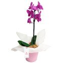 Planta Orquídea Phalaenopsis en Base Rosada Rosatel