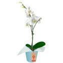 Planta Orquídea Phalaenopsis en Base Celeste Rosatel