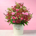 Sombrerera Crema Mediana Ternura de Clavelinos y Flores