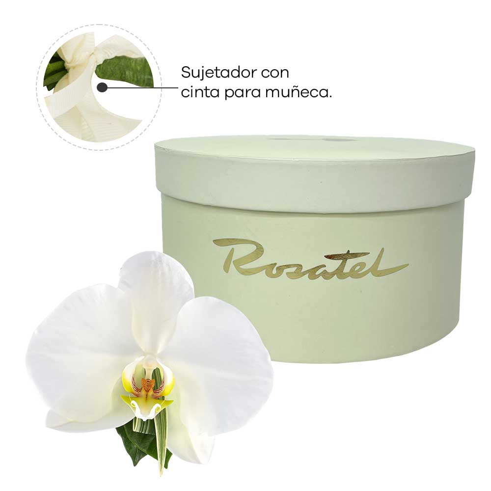 Corsage con Orquídea Phaleonopsis Rosatel