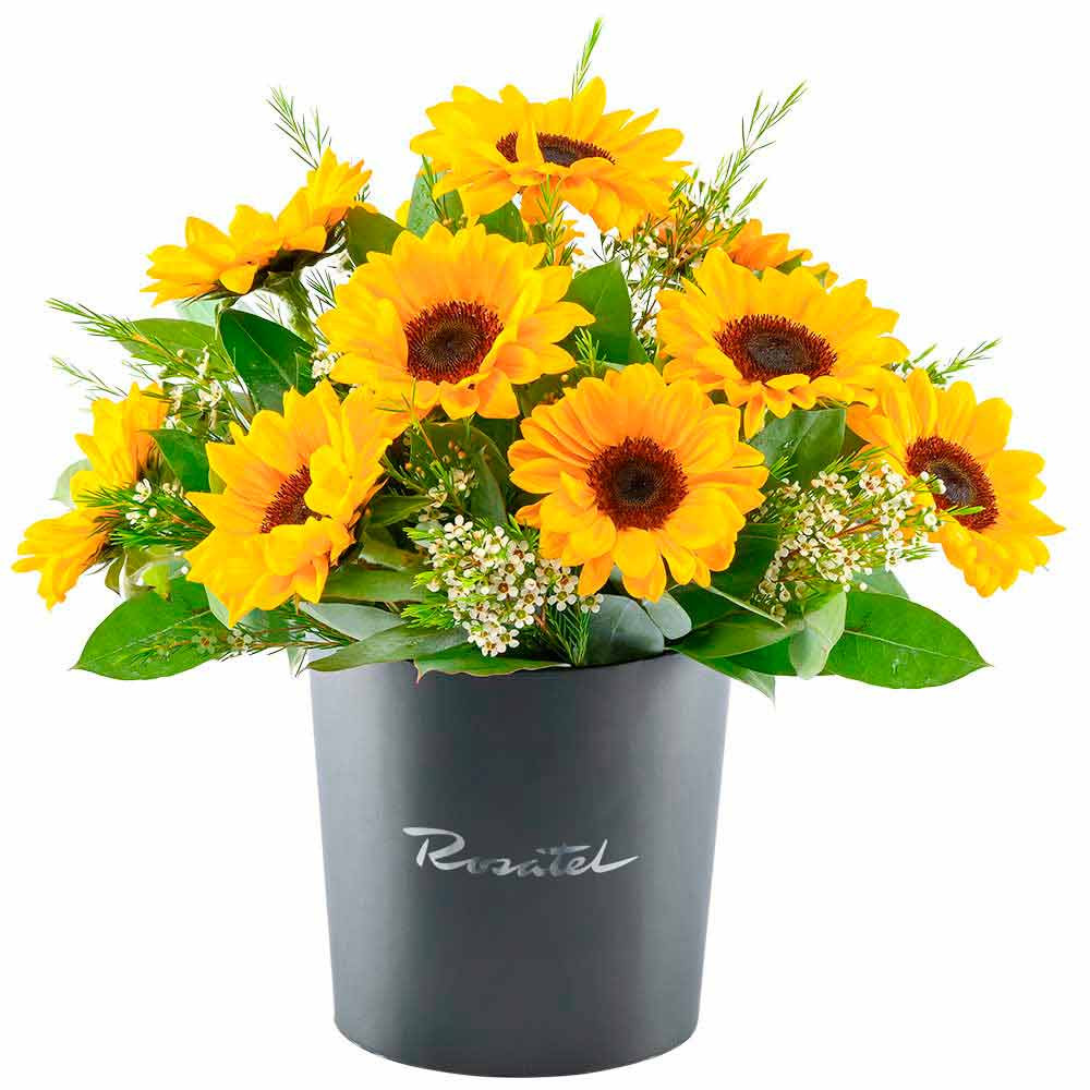 Sombrerera Negra Grande Alegría de Girasoles Rosatel