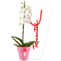 Florería delivery planta de orquídea phalaenopsis Rosatel
