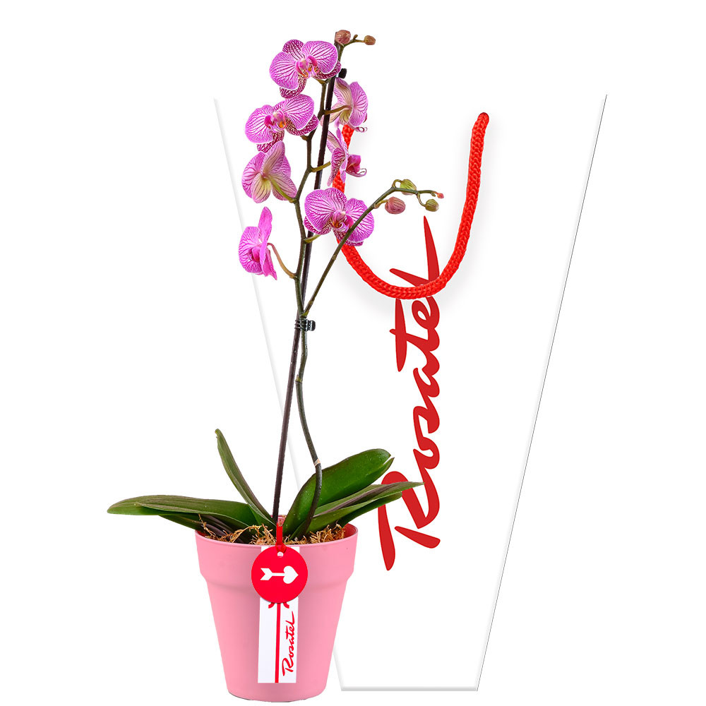 Compra online planta de Orquídea Phalaenopsis Rosatel
