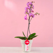 Planta Orquídea Phalaenopsis en Base Blanco