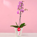 Flores Perú planta orquídea phalaenopsis en base blanco Rosatel
