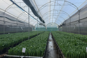 plantaciones rosatel