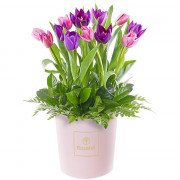 Sombrerera Rosada Mediana con 12 Tulipanes