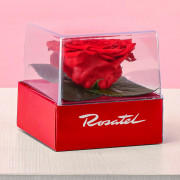 Rosa Preservada Roja en Cubo